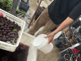 又一网红水果塌房消费者却无力心疼果农了